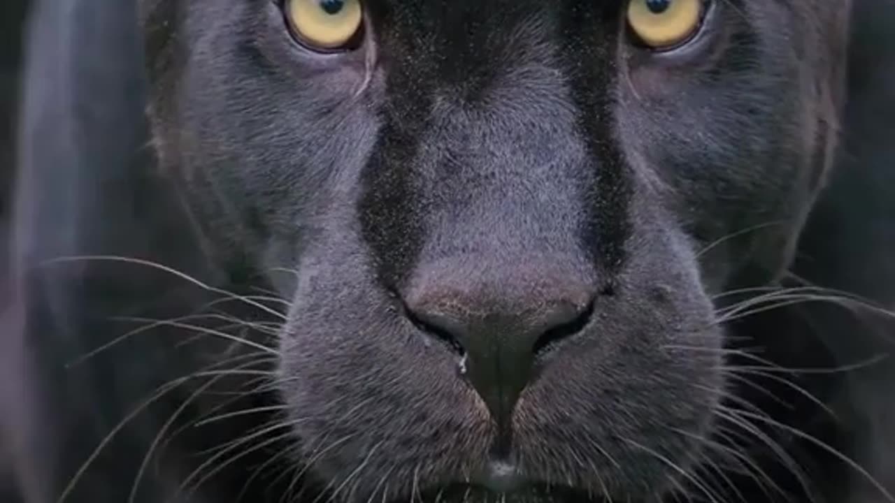 black Tiger