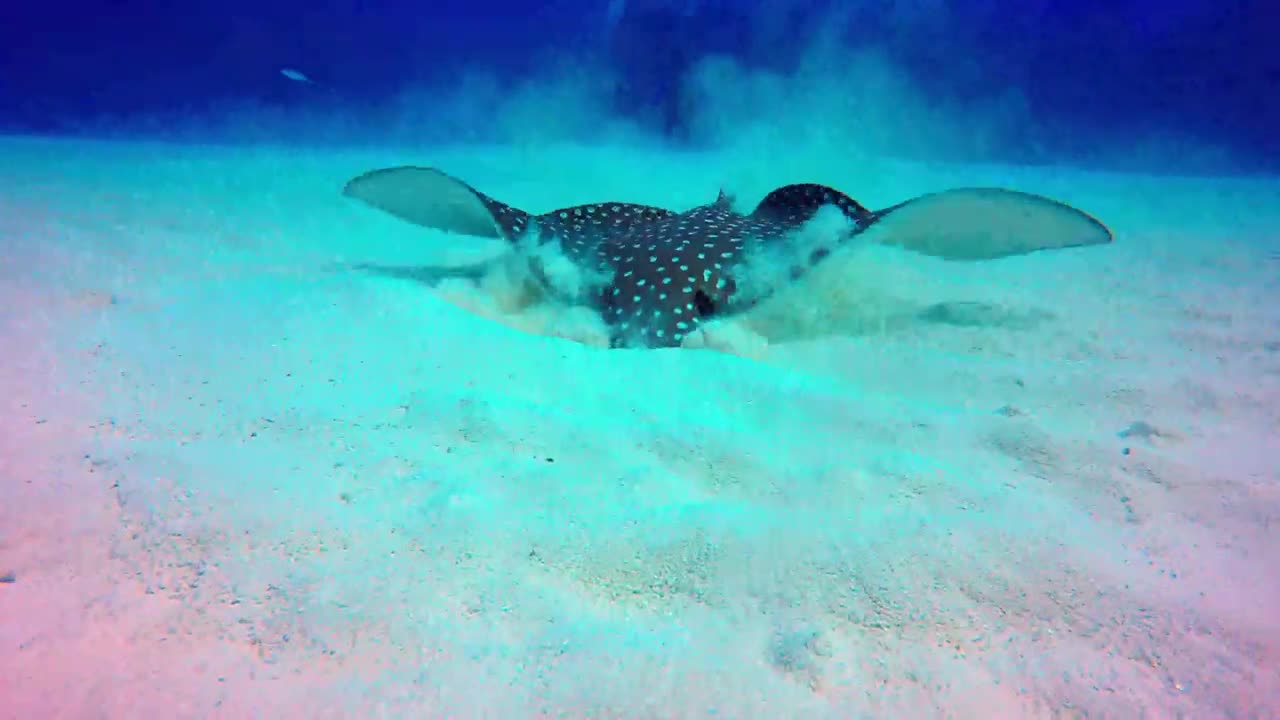 Beautiful spotted eagle stingray has fascinating way of finding food