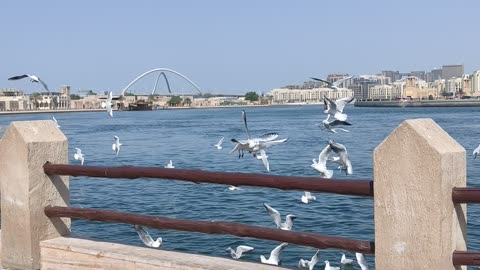 Seagulls Dubai