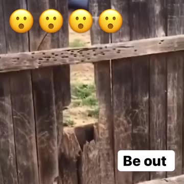 Fence Contractor Tutorial Dog Training