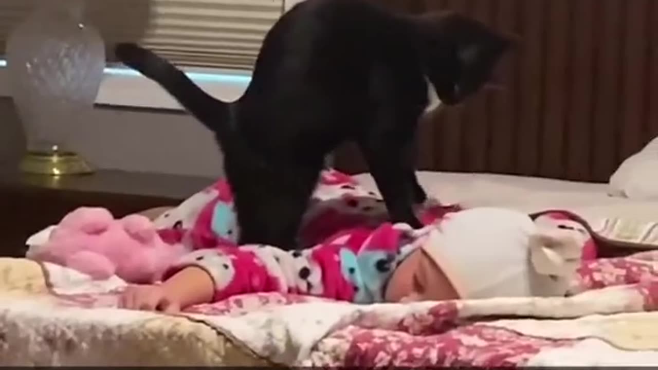 Cat Massage Anyone #funnyreel, #funnyvideo