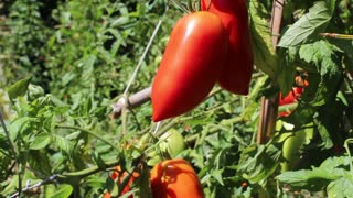 Andine Cornue tomatoes