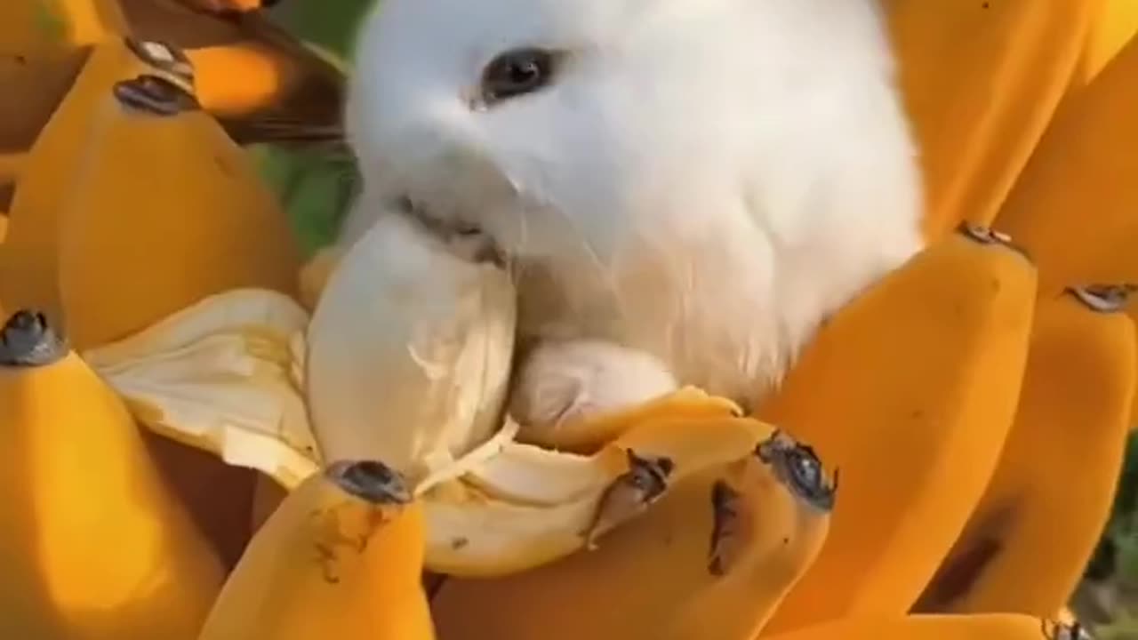 Cute eating rabbits . A beautiful moment - #shorts