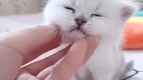 Cute kitty