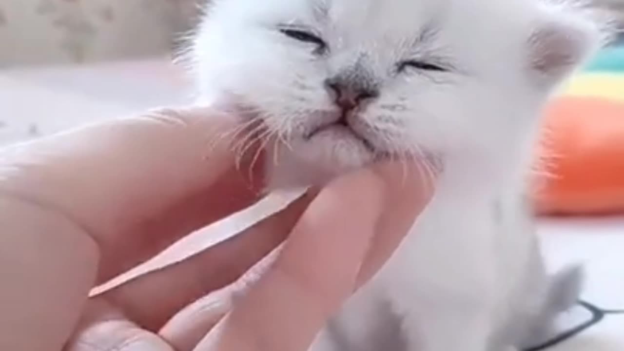 Cute kitty