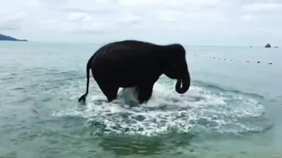 Elephant Playing Splash