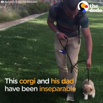 Corgi And Dad Do EVERYTHING Together | The Dodo