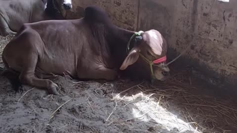 Eid Cow
