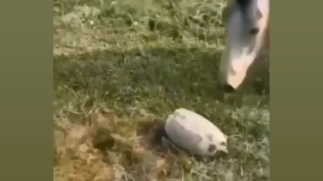 Most funny dog reaction🤣🤣😂🤣🤣🤣