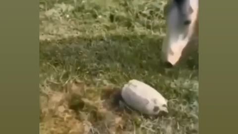 Most funny dog reaction🤣🤣😂🤣🤣🤣