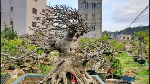 Ôi dáng