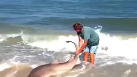 A lucky shark was rescued by tourists at the beach