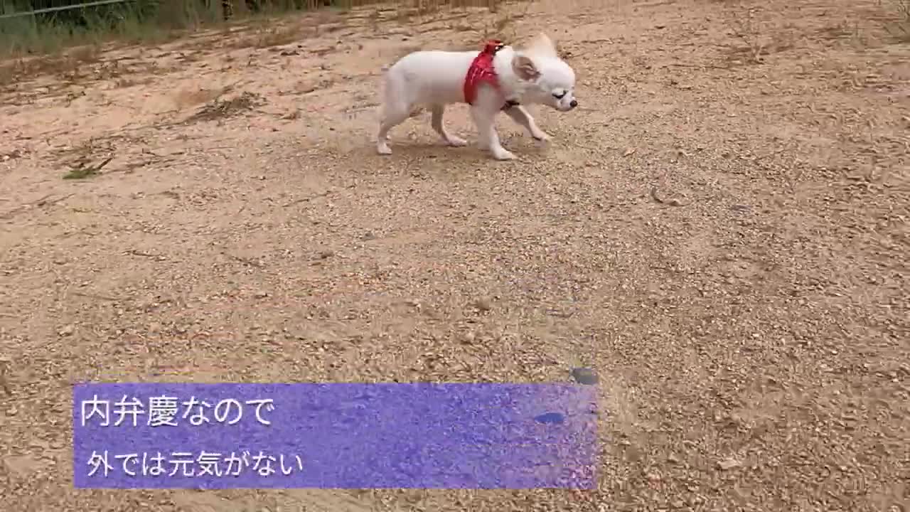 真っ白チワワのミニちゃん 初めての公園散歩