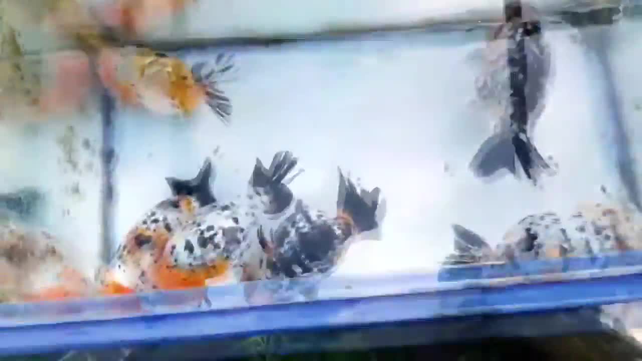 The most beautiful Calico Ranchu goldfish collection-9