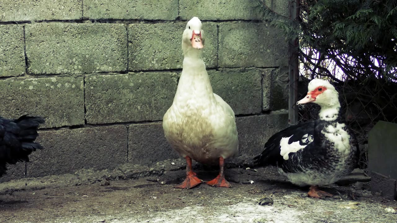 duck and hen pet animals