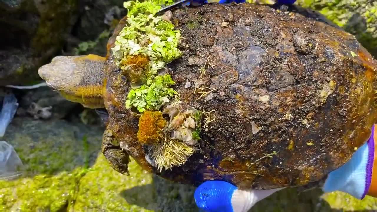 Cute sea turtle desperate searching for help becoz can't remove the parasite barnacles by herself