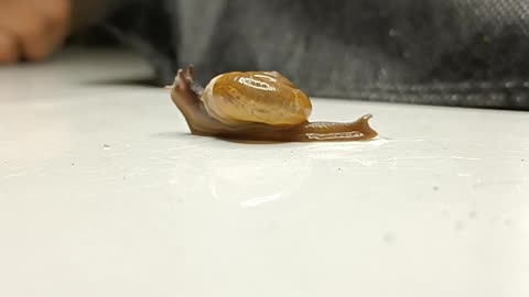 Snail time lapse