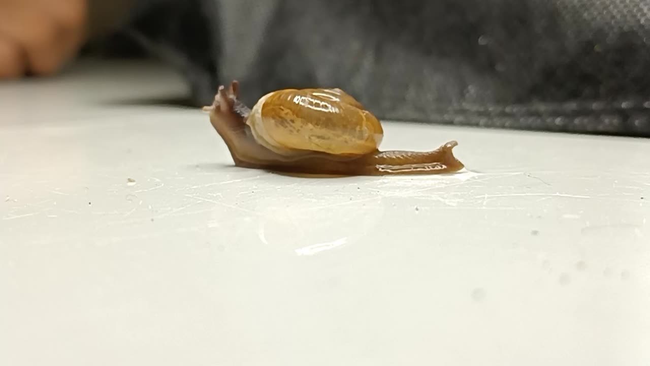 Snail time lapse