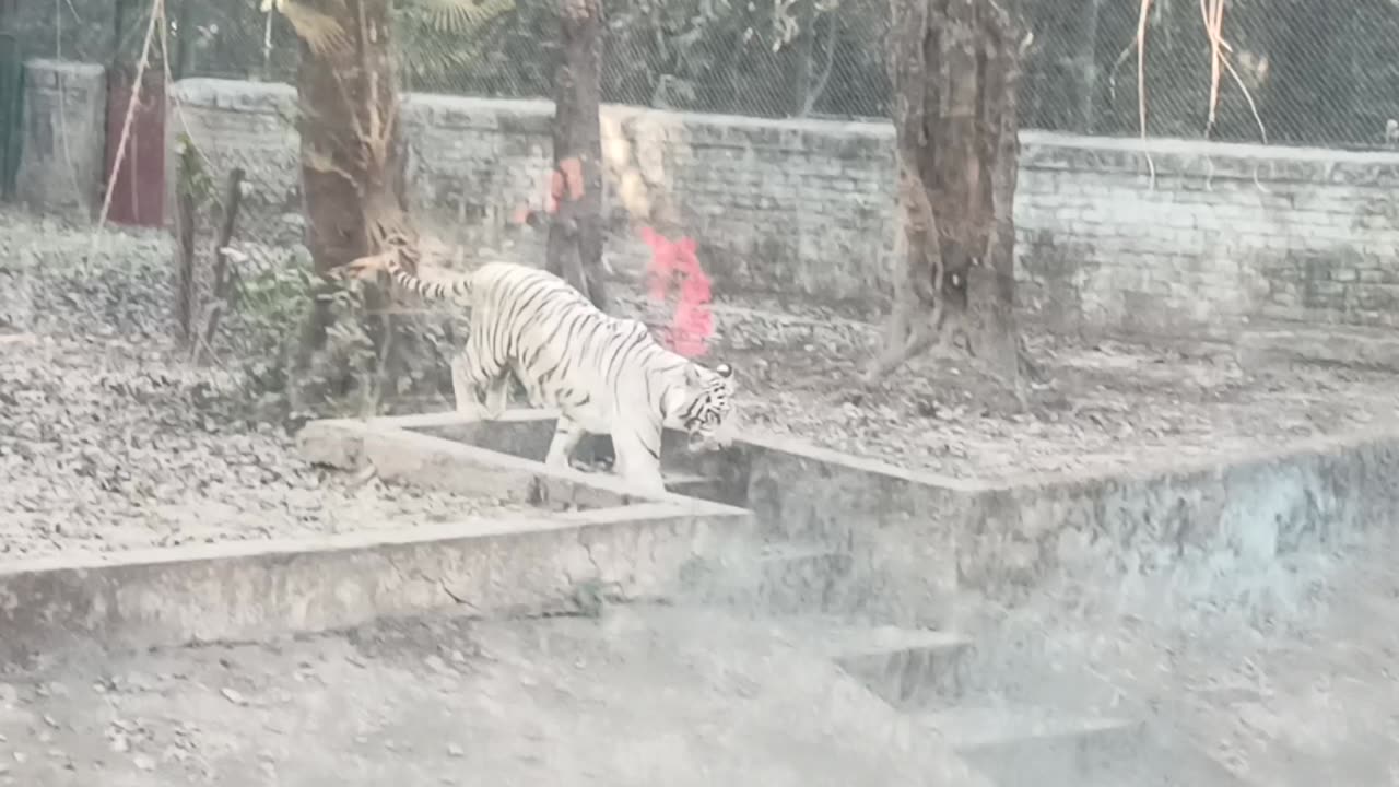 Very dangerous tiger 👑