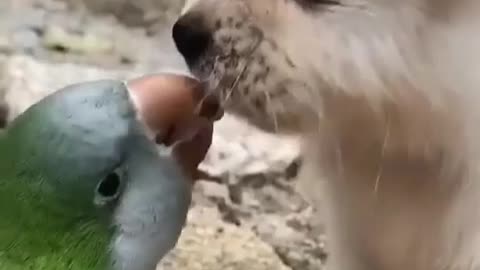 Dog kiss Parrot