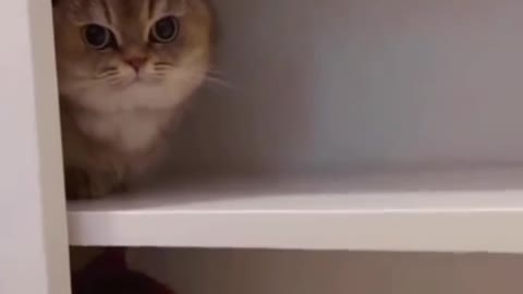 Catsloves1st unpacking saturday everyone💛🧡🧡