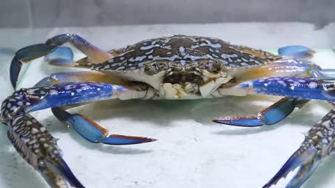 Black Titan Bug and Giant Crab - Attack of Titan-1