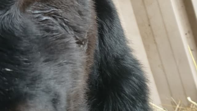 Brutus calf