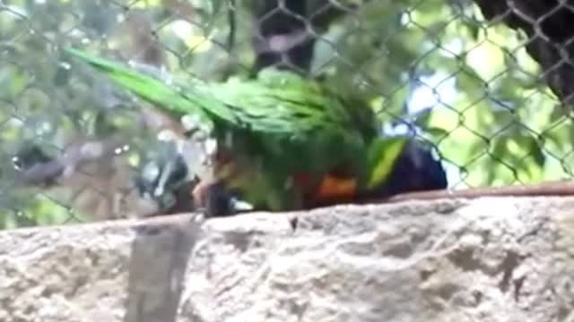 The parrot is in the bath
