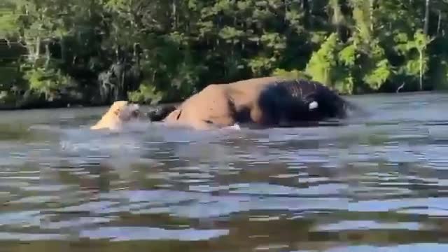 Bubbles the elephant playing with her Labrador friends#short #elephants#wildanimals