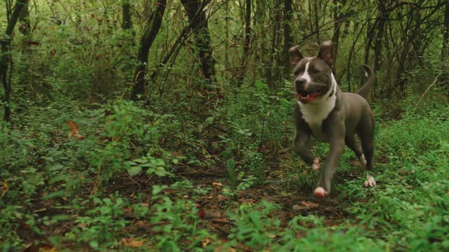 Dogs running happy in the forest.