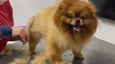 #efsaneyi#efsaneyi#pomeranain #dogs #doggroomer