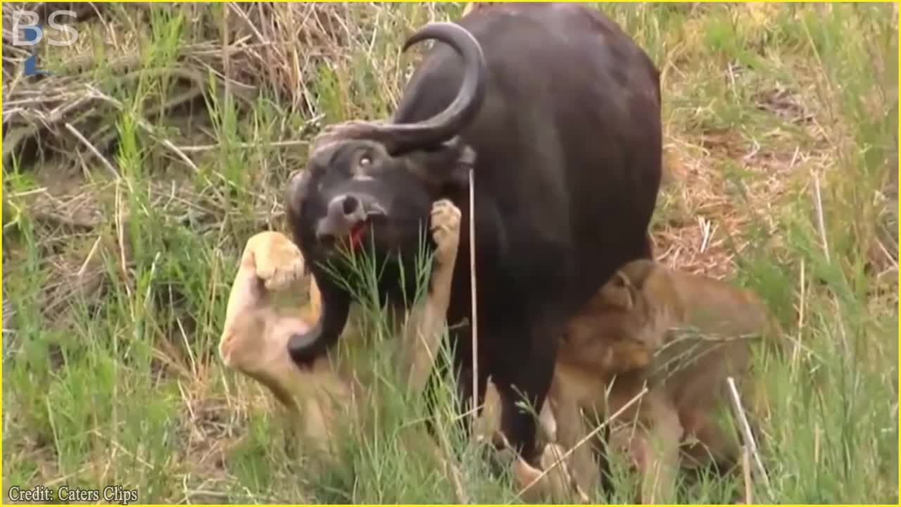 The Greatest Fights In The Animal Kingdom | Lion VS Buffalo