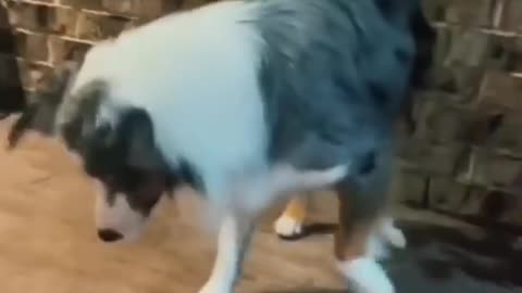 Funny Animals Video 2023 Best Dogs And Cats Videos