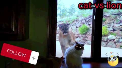 House cat faces off with mountain lion