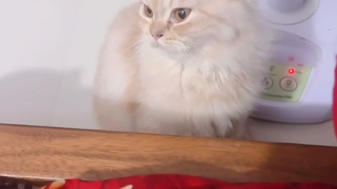 Funny Little cat video || cute cat || cat doing funny things