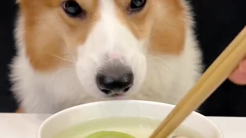 Corgi is the cutest dog eating 1 (10)