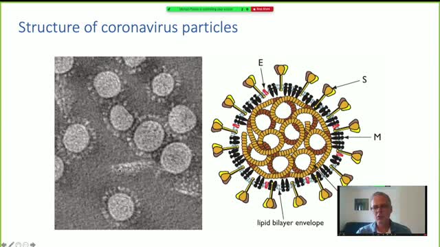 1.1 The SARS-CoV-2 Genome: Evidence of its Artificial Origin
