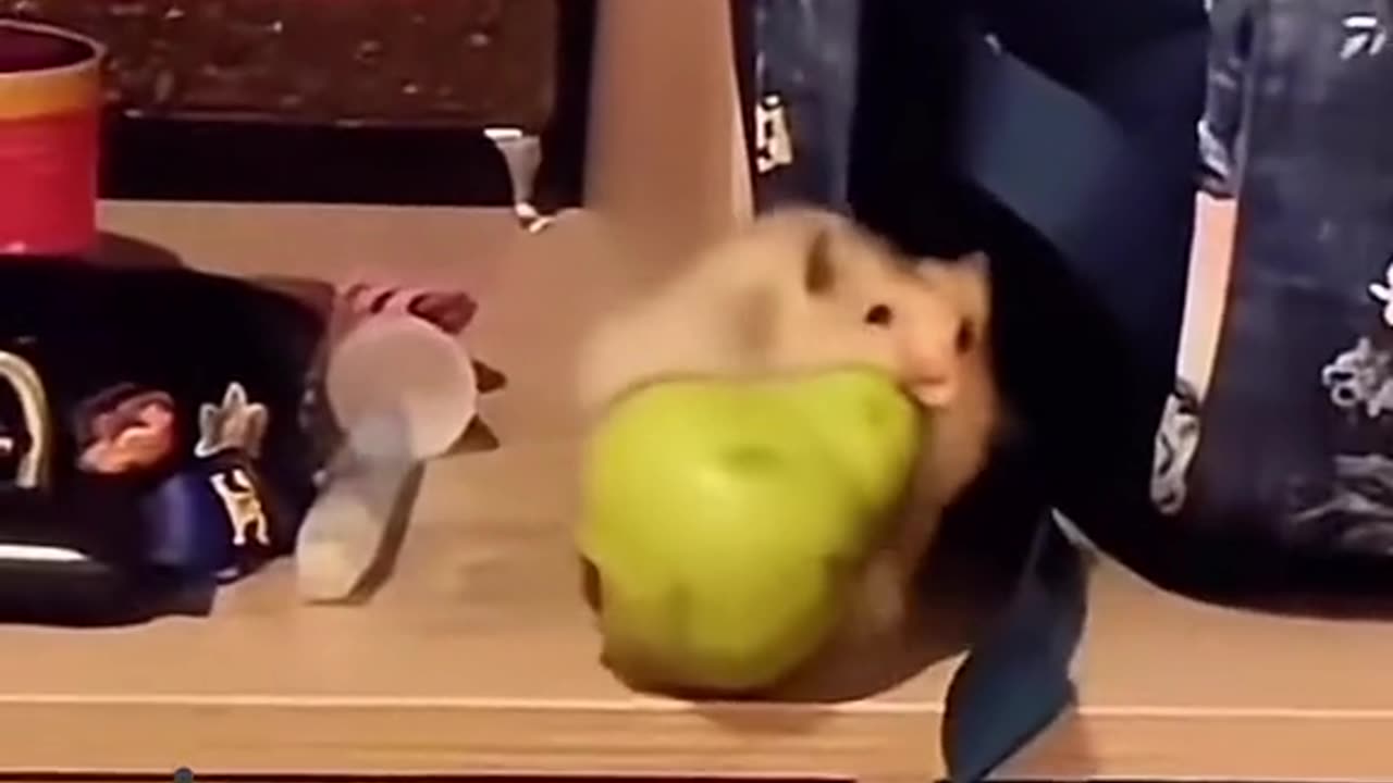 pet funny moments 😊😊