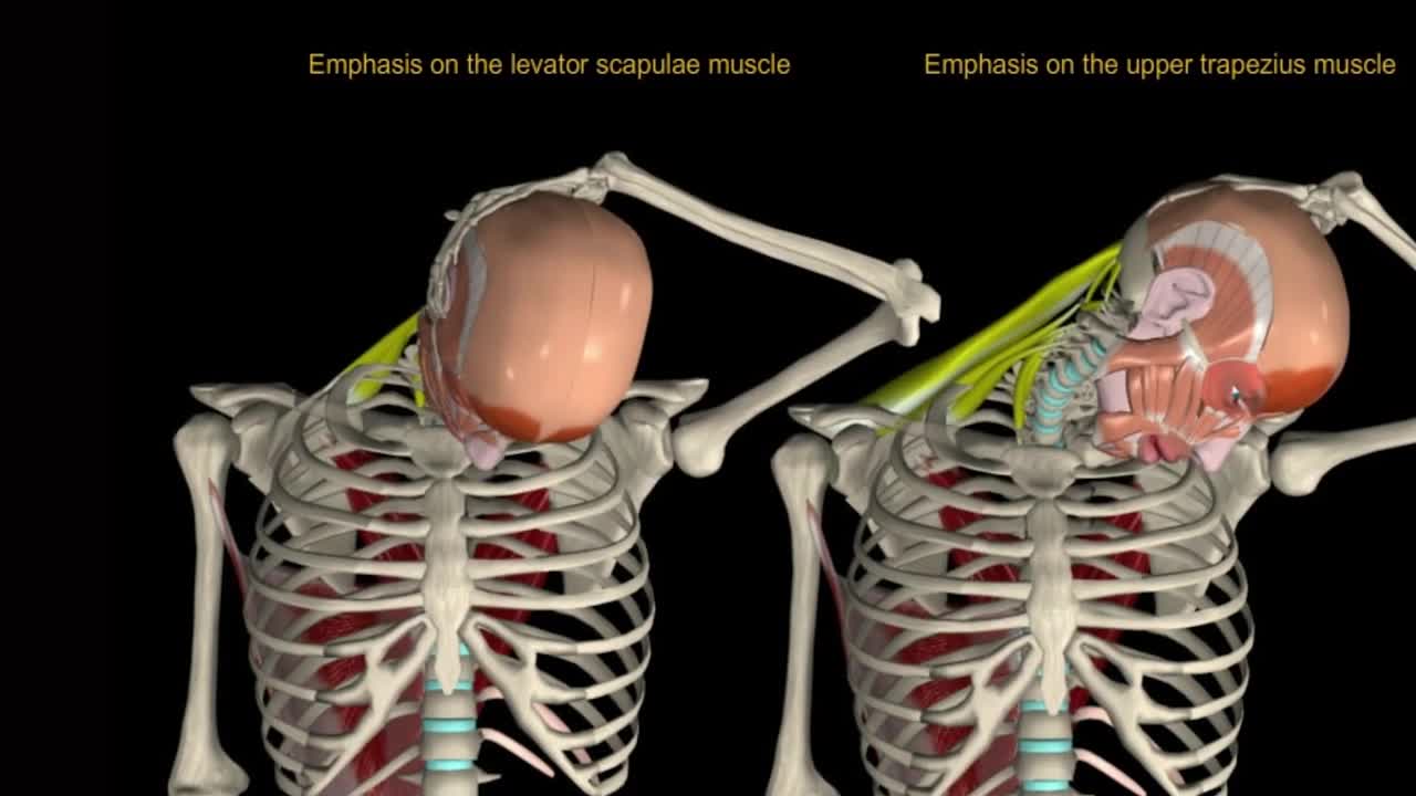 Neck Stretches for Instant pain relief