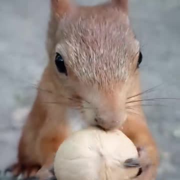 Ушастик вскрывает грецкие орехи быстрее, чем я / Squirrel opens walnuts faster than I do