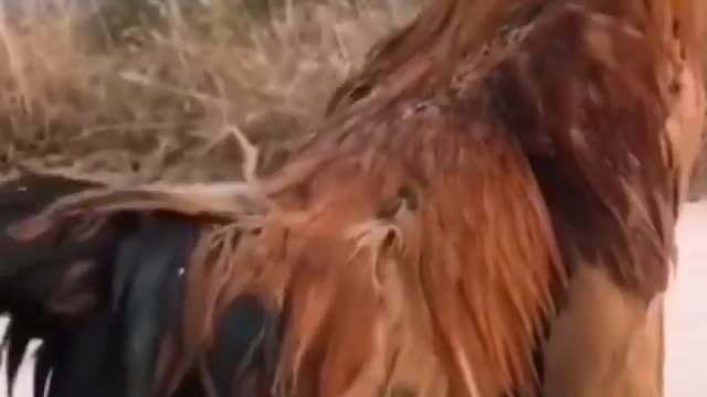 A small dog rides on the back of a rooster