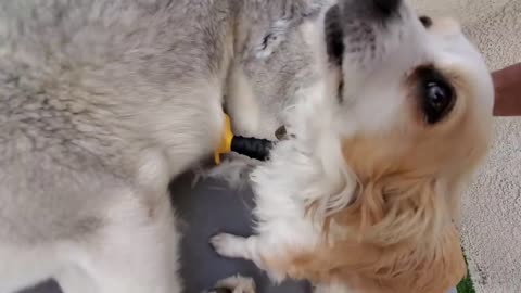 Doggy_Stylz:_Grooming_A_Molting_Husky_Who_LOVES_TO_BE_TOUCHED_!