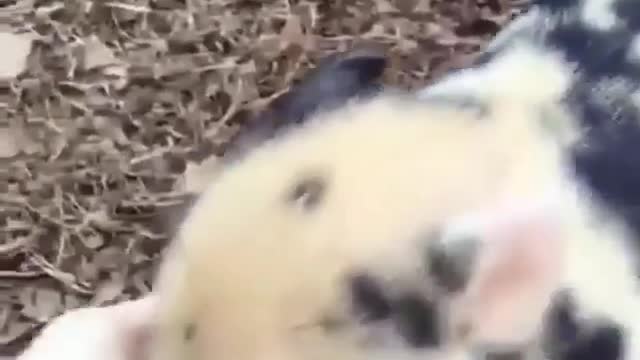 Cute little pig