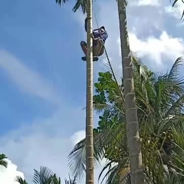 The art of climbing areca trees is here