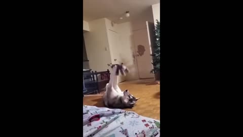 Funny animals - Funny cats _ dogs - Funny animal videos 2023_compilation animals video