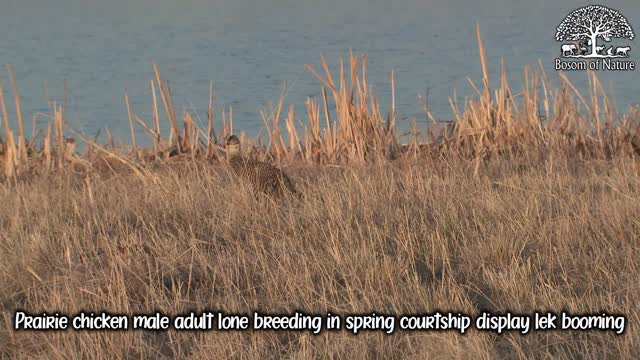 Prairie chicken male adult lone breeding in spring courtship display lek booming