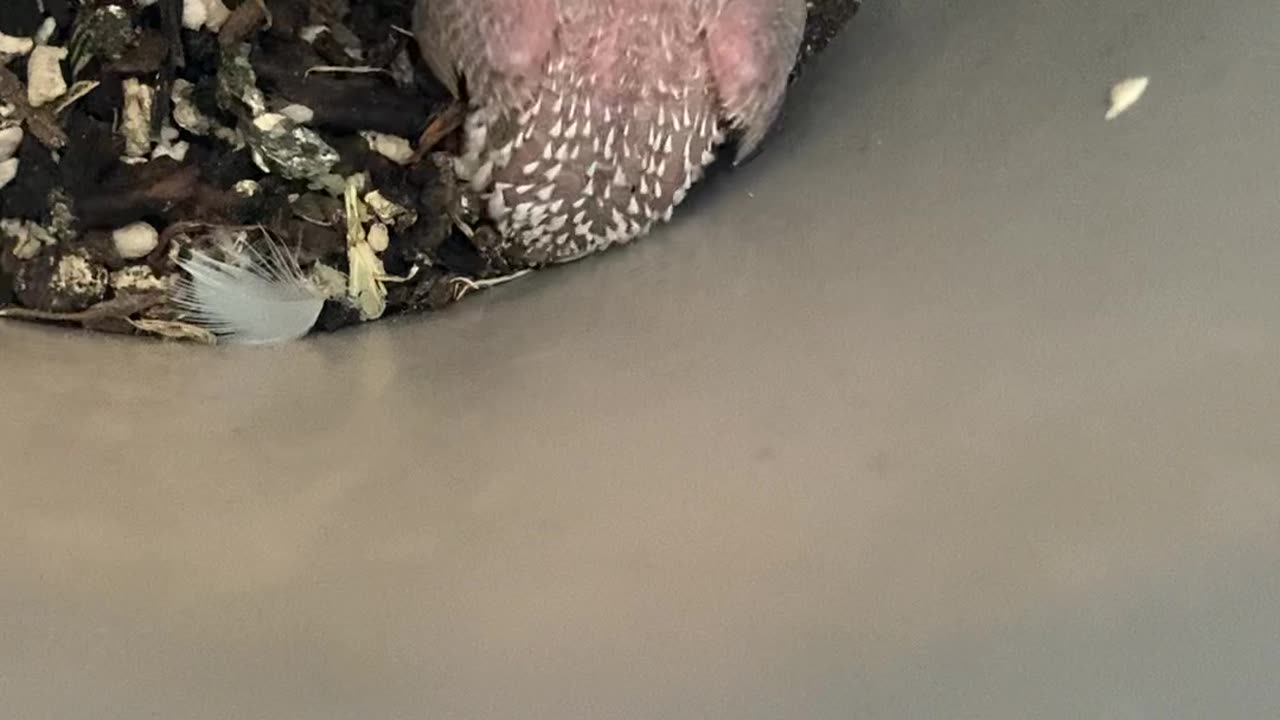 Baby parakeet 9 days old, moving around a lot, visible pin feathers, eyes just starting to open.