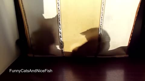 Funny Cats and Cute Kittens Playing