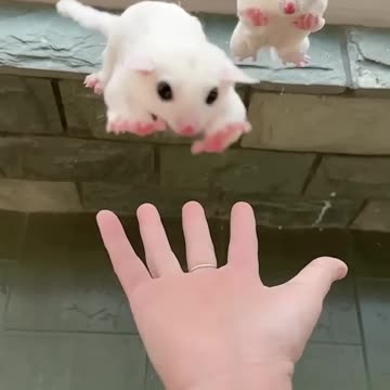 So Cute Sugar Glider ❤️❤️ #shorts #sugarglider #sugarglidercare