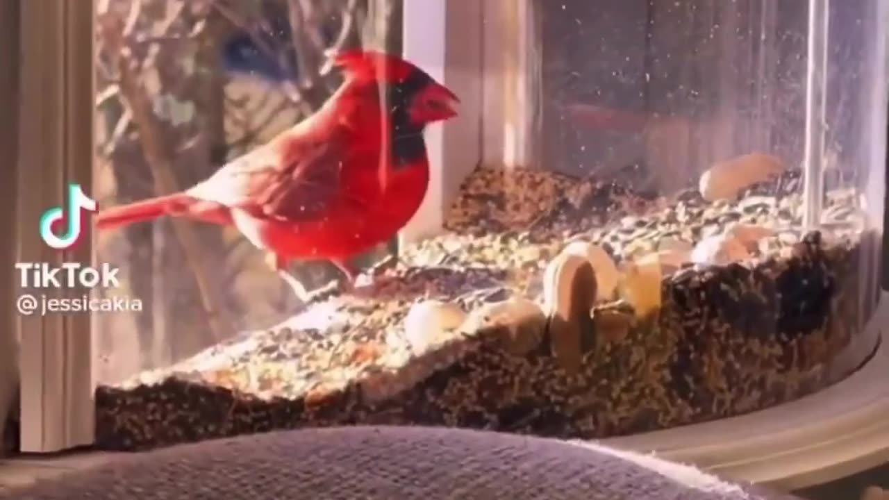 Lovely bird feeder🥰♥️ perfect